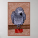 Search for grey parrot posters African