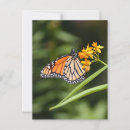 Search for tropical butterfly postcards Insect