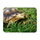 Search for turtle lover magnets Funny