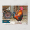 Search for barnyard postcards Rooster
