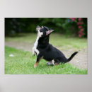 Search for black chihuahua posters Dog