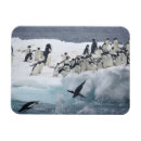 Search for penguin magnets Bird