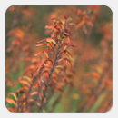 Search for agave stickers Botanical