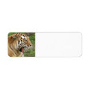 Search for tigers return address labels Nature