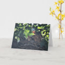Search for habitat cards Nest