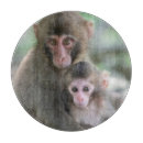 Search for monkey chops Young animal