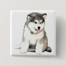 Search for malamute badges Alaskan