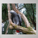 Search for african grey parrots art Nature