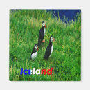 Search for red birds magnets Green