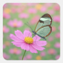 Search for cosmos stickers Garden