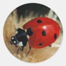 Search for lady beetle stickers Nature