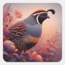 Search for quail stickers Nature