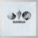 Search for seashell posters Illustration