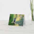 Search for bird tree cards Wildlife