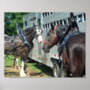 Search for duo Horse