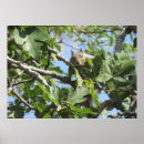 Search for squirrel photo art Portrait