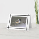 Search for chickadee White