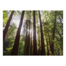 Search for redwood posters Nature