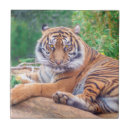 Search for tiger tiles Wild animals