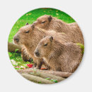 Search for capybara magnets Wildlife