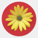 Search for african daisy stickers Flowers