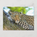 Search for leopard postcards Wild animal