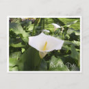 Search for calla lily save the dates Shower