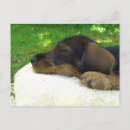 Search for sleeping baby postcards Dog