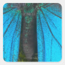 Search for papilio stickers Butterflies