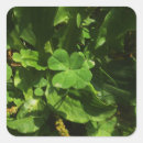 Search for four leaf clover stickers Lucky charm