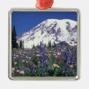 Search for washington christmas tree decorations Alpine