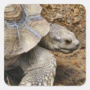 Search for tortoise stickers Zoo
