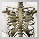 Search for sternum Biomedical illustrations