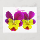 Search for purple garden flowers postcards Photograph