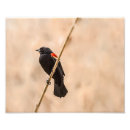 Search for blackbirds art Photography