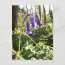 Search for bluebell flowers postcards Plants