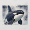 Search for orca postcards Ocean