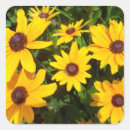 Search for rudbeckia stickers Black