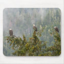 Search for danita delimont mousepads Chuck haney