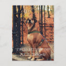 Search for king postcards Dog