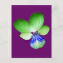 Search for pansy flower postcards Green