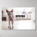 Search for sphynx cat art Feline