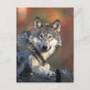 Search for wolf eyes postcards Dog