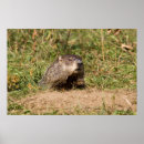 Search for hog wild posters Rodent