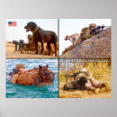 Search for working dogs posters German shepherd