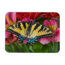 Search for swallowtail magnets Close up