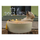 Search for funny dog pictures posters Dogs