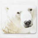 Search for bear mousepads Carnivore