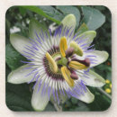 Search for passion coasters Flowers