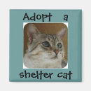Search for adoptions photography Cat